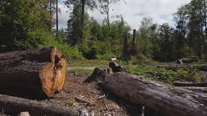  Sierra Vista, AZ Tree Care Pros