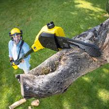 Best Lawn Irrigation Installation and Maintenance  in Sierra Vista, AZ