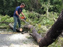 How Our Tree Care Process Works  in  Sierra Vista, AZ