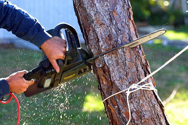 Best Lawn Watering Services  in Sierra Vista, AZ