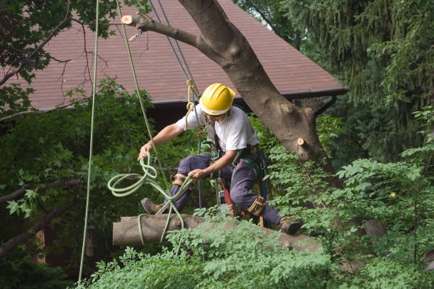 Trusted Sierra Vista, AZ Tree Care Experts