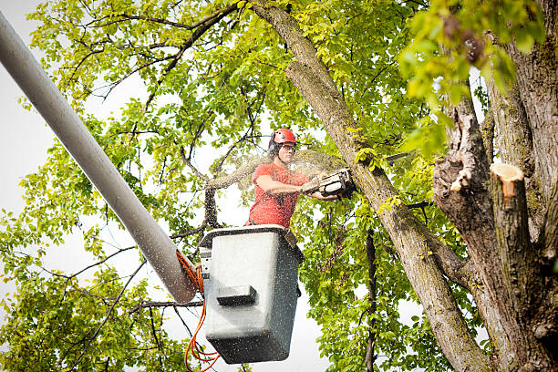 Best Tree Mulching  in Sierra Vista, AZ